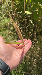 Elymus virginicus