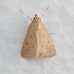 Achyra nudalis