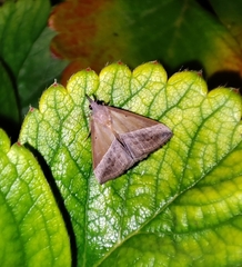 Hypena lividalis