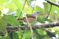 Cantorchilus superciliaris