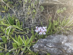 Pelargonium peltatum