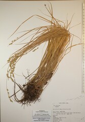 Carex echinodes