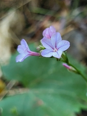 Plumbago europaea