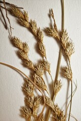 Carex echinodes
