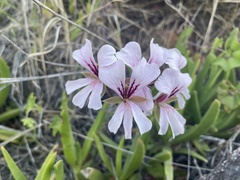 Pelargonium peltatum