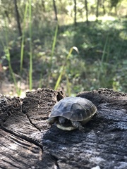 Testudo hermanni