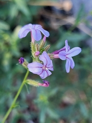 Plumbago europaea