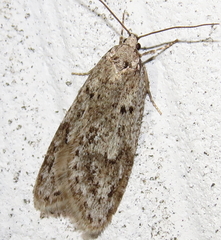 Semioscopis megamicrella