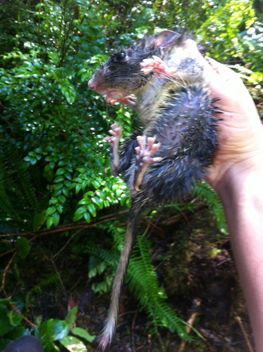 Bushy-tailed Woodrat, California, US, photo 10 of 10