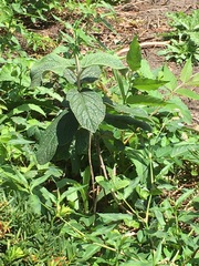 Viburnum rhytidophyllum
