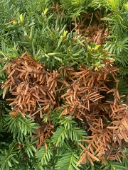 Pestalotiopsis funerea