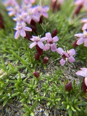 Silene acaulis
