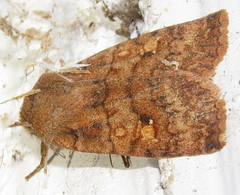 Eupsilia tristigmata