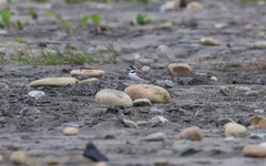 Charadrius collaris