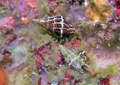 Engina spica