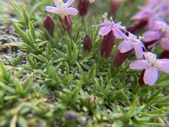 Silene acaulis
