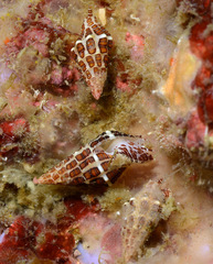 Engina spica