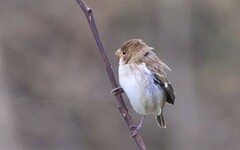 Sporophila telasco