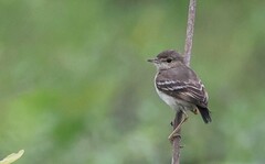 Muscigralla brevicauda