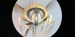 Eristalis bogotensis
