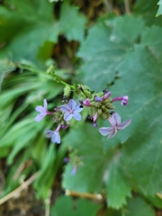 Plumbago europaea