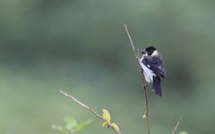 Sporophila corvina