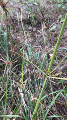 Rhynchospora corniculata