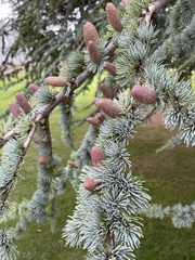 Cedrus libani