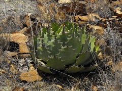 Agave potatorum