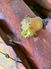 Tetragonisca angustula