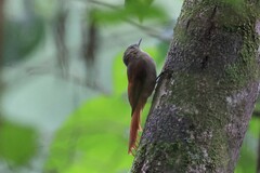 Sittasomus griseicapillus