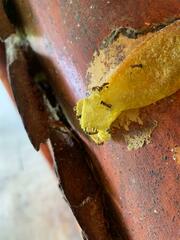 Tetragonisca angustula