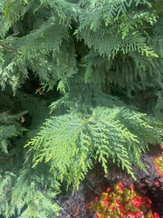 Chamaecyparis