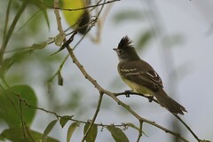 Elaenia flavogaster