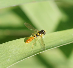 Sphaerophoria macrogaster