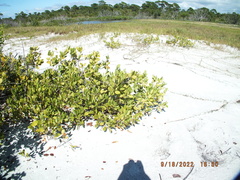Laguncularia racemosa