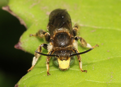 Macropis europaea