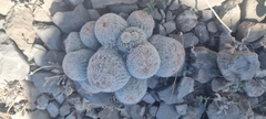 Epithelantha greggii