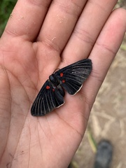 Melanis cephise