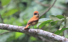 Pachyramphus