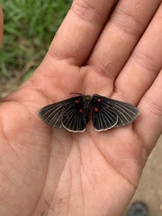 Melanis cephise