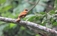 Pachyramphus