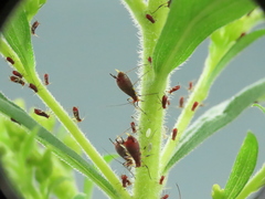 Uroleucon nigrotuberculatum