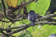 Pachyramphus homochrous