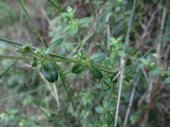 Galium hypocarpium