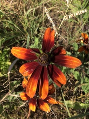 Rudbeckia hirta