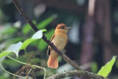 Pachyramphus