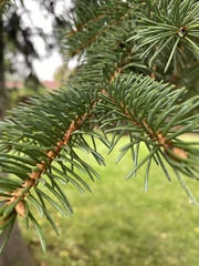 Picea