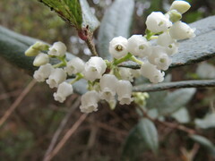 Gaultheria insana