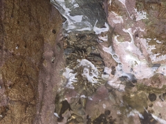 Actiniidae